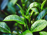 Khám phá tất tần tật về cây chè (trà) thức uống được yêu  thích trên thế giới – F&B Tea