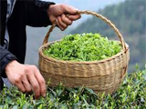 Top 10 Quốc gia sản xuất trà đứng đầu thế giới - F&B TEA