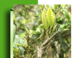 F&B Tea giới thiệu top 5 loại trà ngon nhất Việt Nam - bạn đã biết?