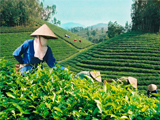 Khám phá hương trà khó quên cao nguyên cùng F&B Tea