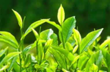 Trà có mấy loại? Được phân chia dựa vào những yếu tố nào? – F&B Tea
