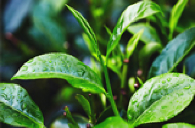 Khám phá tất tần tật về cây chè (trà) thức uống được yêu  thích trên thế giới – F&B Tea