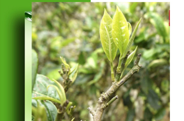 F&B Tea giới thiệu top 5 loại trà ngon nhất Việt Nam - bạn đã biết?