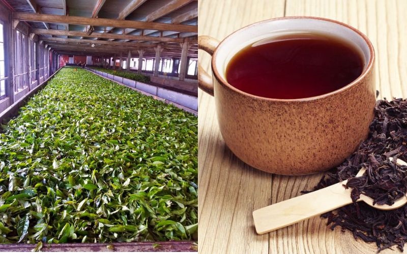 Trà có giá thành hợp lý phù hợp cho các đơn vị kinh doanh thức uống